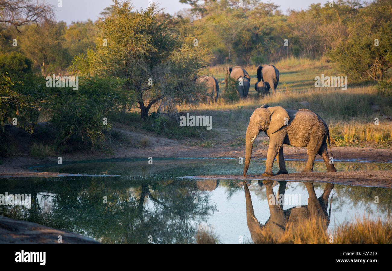 Elefant spiegelt sich im Wasser eine Wateringhole mit dem Rest der Herde zu Fuß entfernt, im Hintergrund Stockfoto