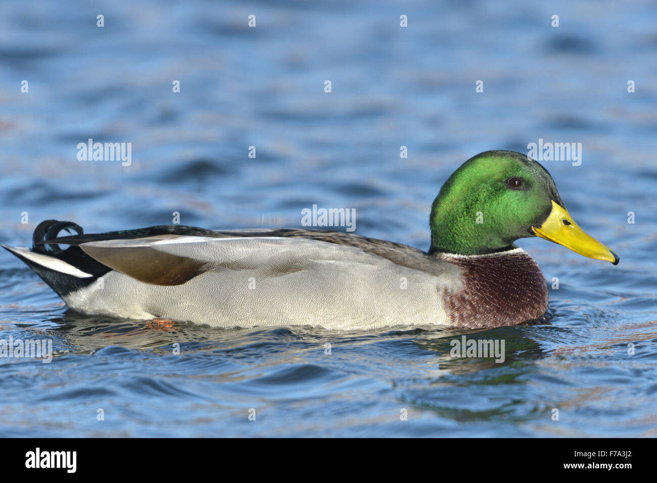 Stockente - Anas Platyrhynchos - Männlich Stockfoto