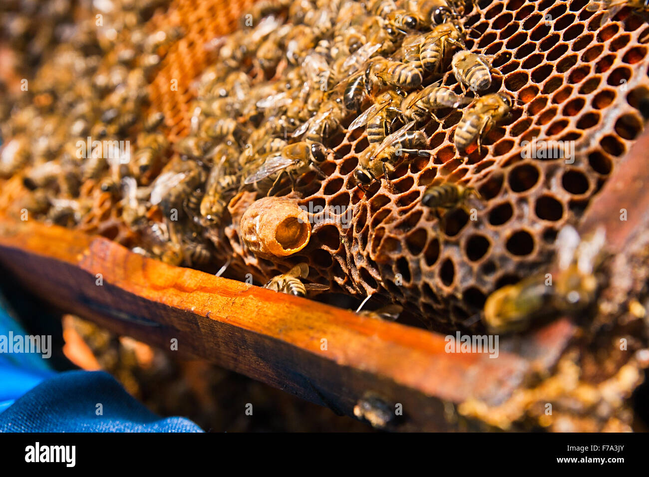 Nahaufnahme des Kamms mit jungen Königin. Bienen beschäftigt, Nahaufnahme von den Arbeitsbienen auf Waben. Bienen hautnah zeigen Stockfoto