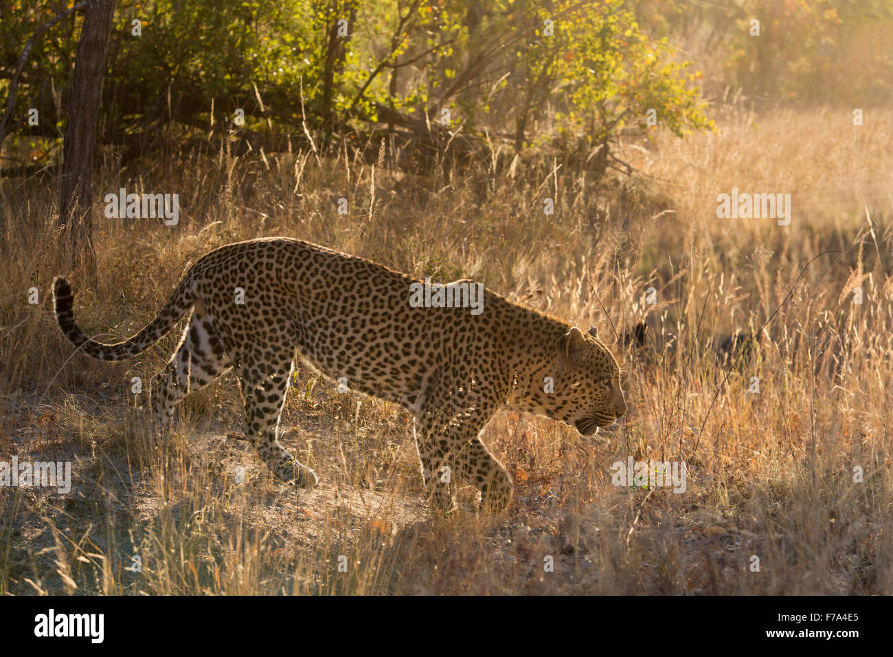 Seitenansicht eines männlichen Leoparden im Buschland Wandern Stockfoto