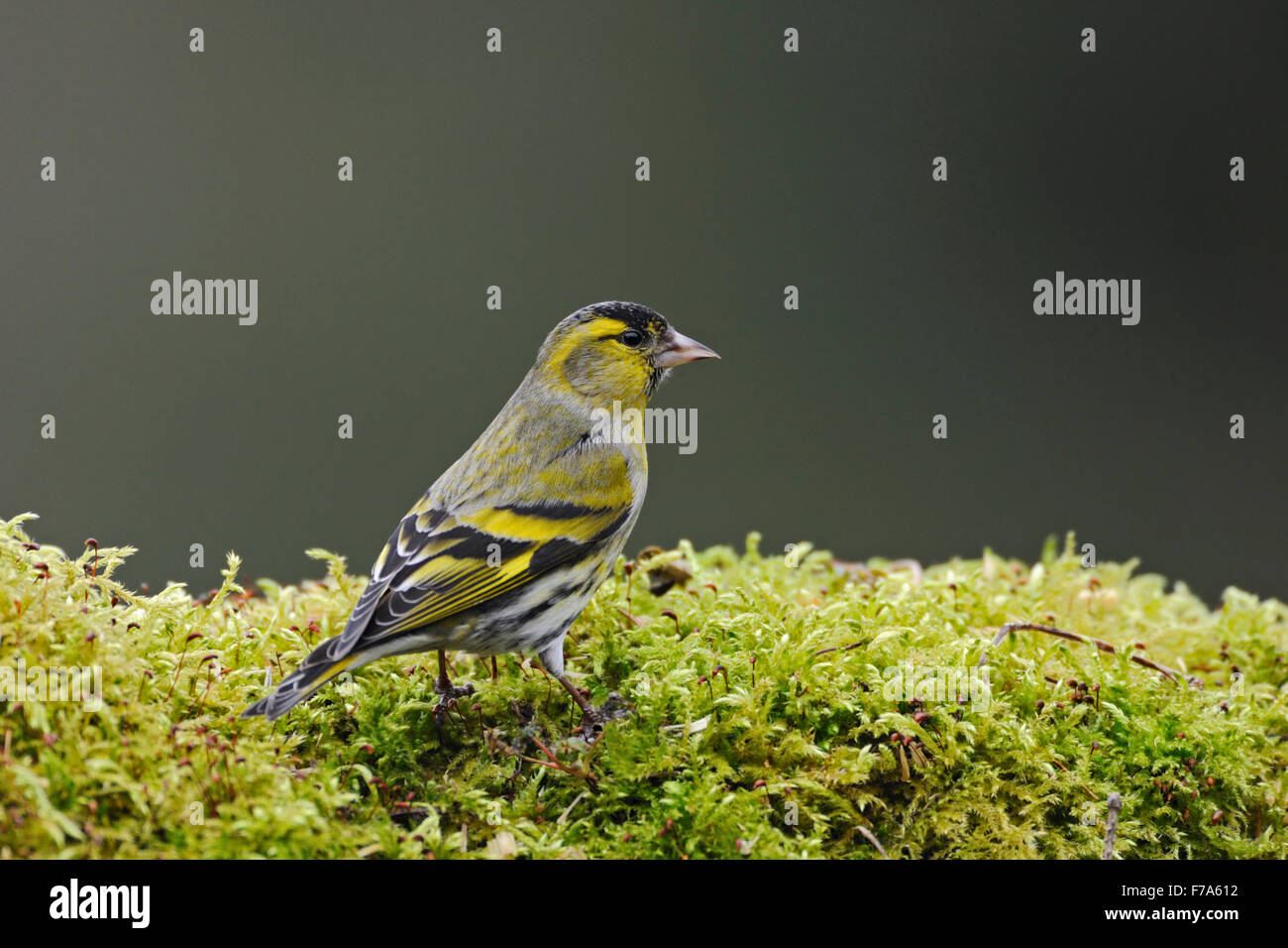 Bunte eurasischen Zeisig / Erlenzeisig (Spinus Spinus / Zuchtjahr Spinus) sitzt auf einem Haufen von Moos. Stockfoto