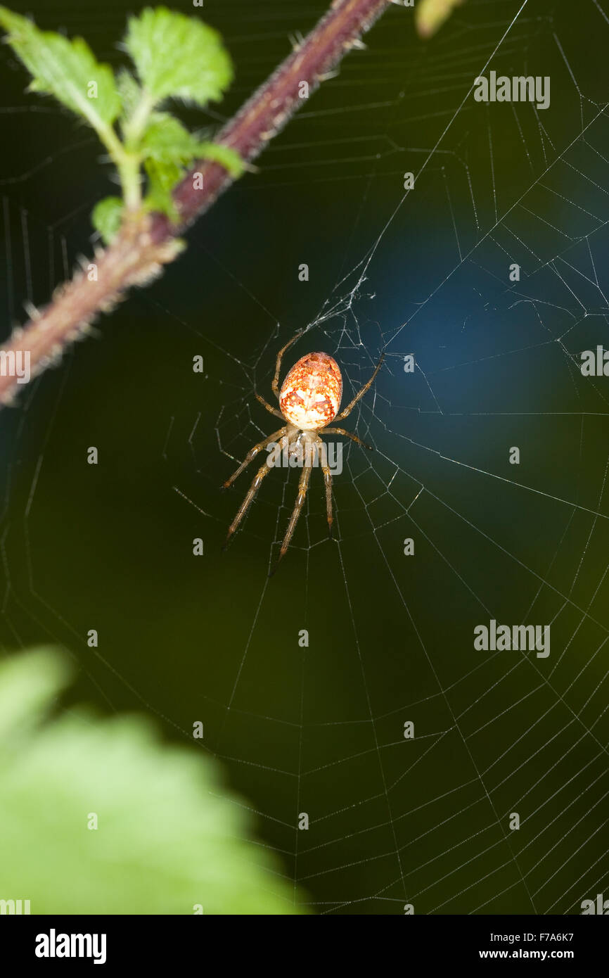 Herbst Spinne, weniger Kreuzspinne, Herbstspinne, Weibchen, Herbst-Spinne, Metellina Segmentata, Meta vgl. Segmentata vgl. Stockfoto