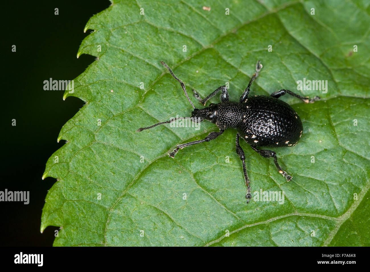 Lightspotted Schnauze Rüsselkäfer, Hellgefleckter Dickmaulrüssler, Dickmaulrüßler, Dickmaul-Rüssler, Otiorhynchus gemmatus Stockfoto