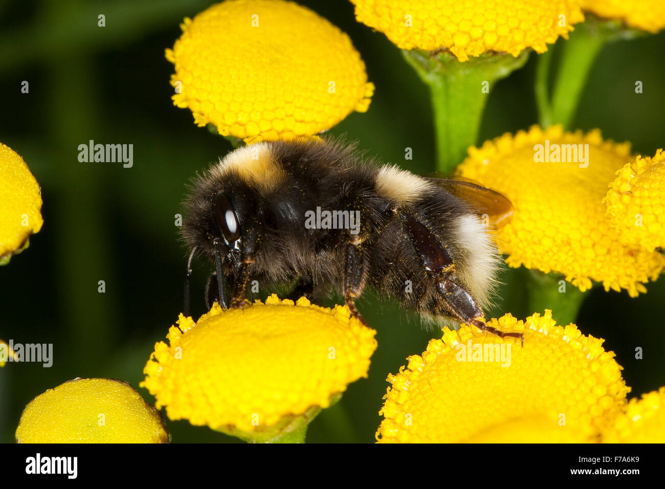 White-tailed Hummel, Hummel, Helle Erdhummel, Weißschwanz-Erdhummel, Hellgelbe Erdhummel Bombus Lucorum, Blütenbesuch Stockfoto