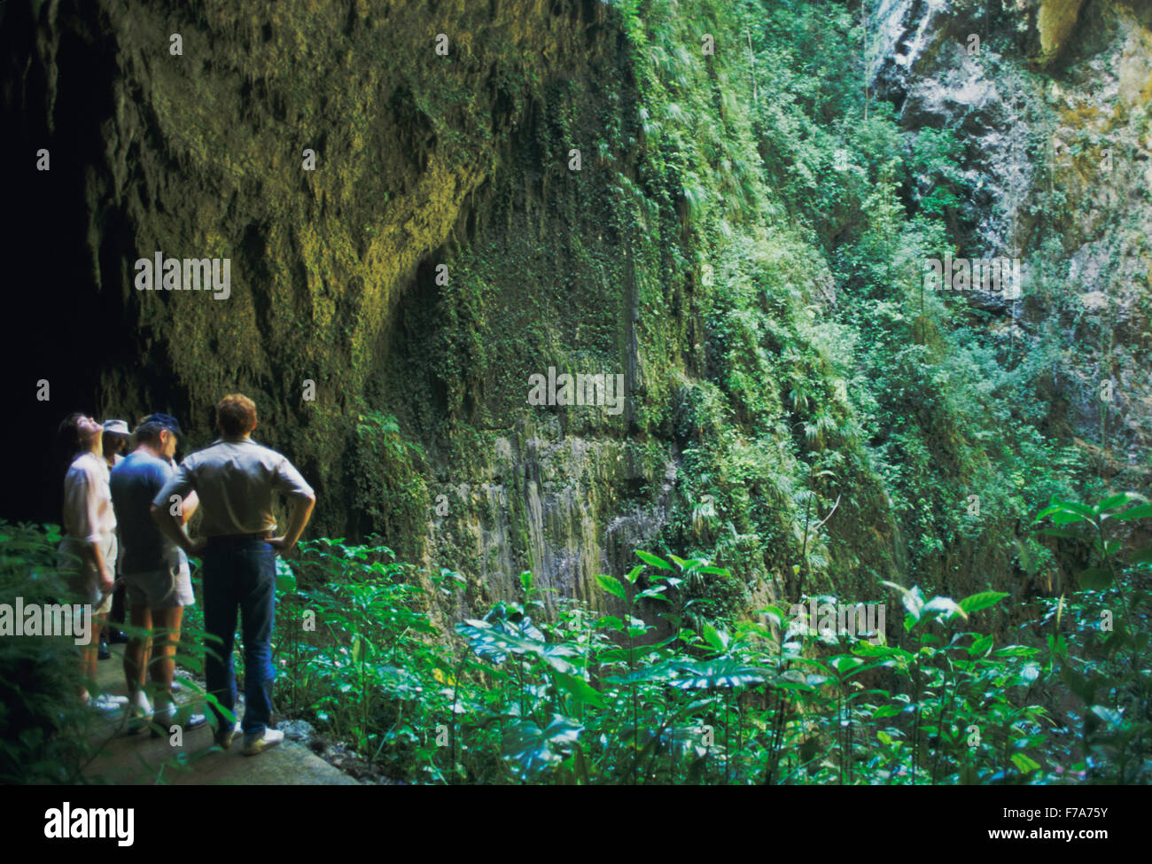 Dschungel - wie Wachstum umgibt die Eingänge zum Rio Camuy Cave Park, Puerto Rico Stockfoto