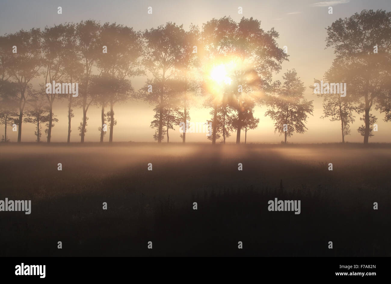 nebligen Sonnenaufgang über dem Sommer Wiese und Baum-Reihe Stockfoto