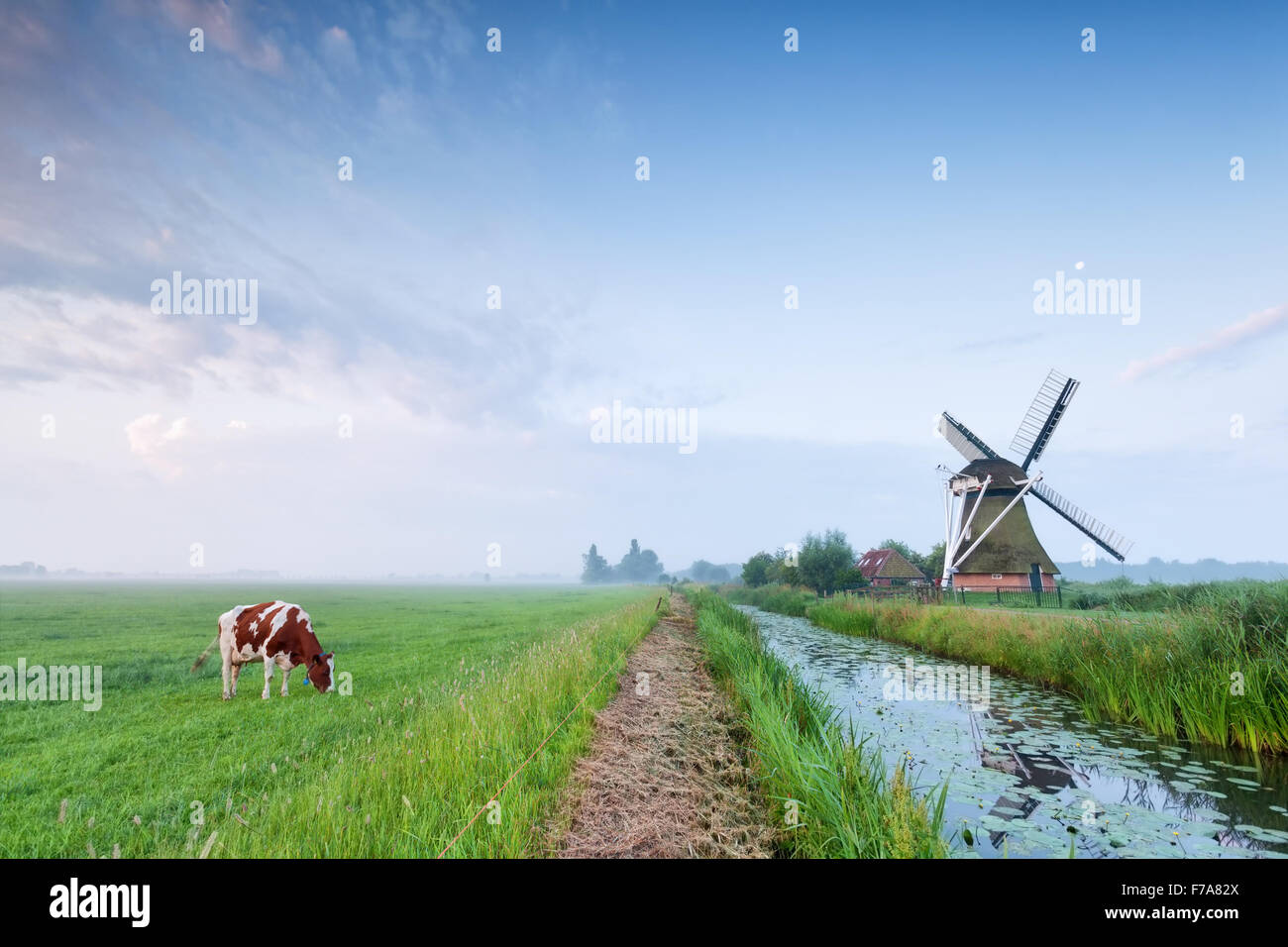 Kuh grasen auf der Weide durch Fluss und Windmühle, Holland Stockfoto