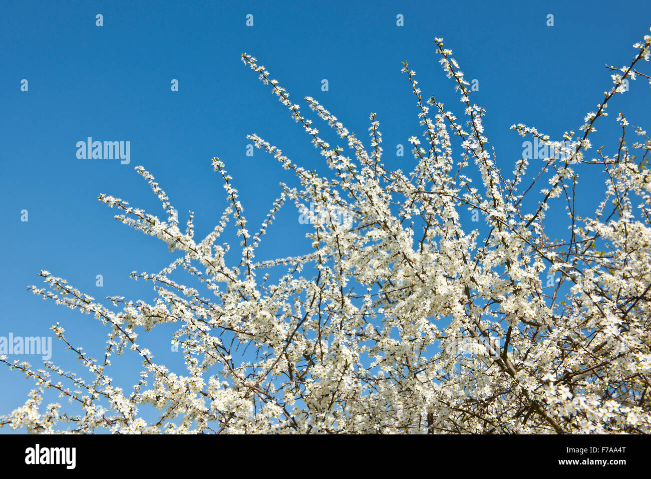 Schlehe (Prunus Spinosa), weiße Blüten, Niedersachsen Stockfoto