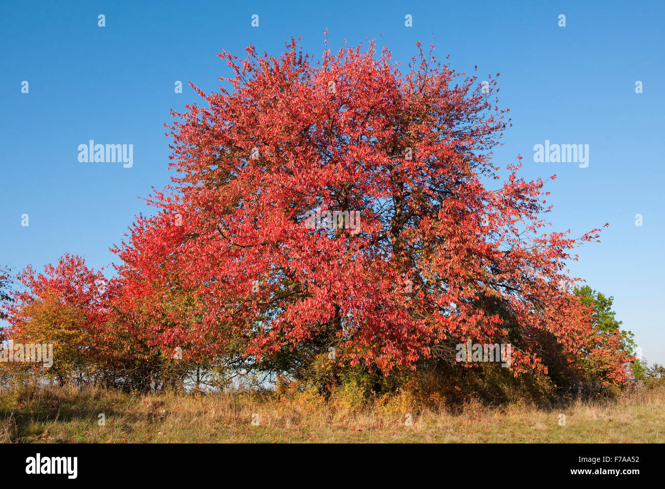 ganzjährig baum mit roten blättern