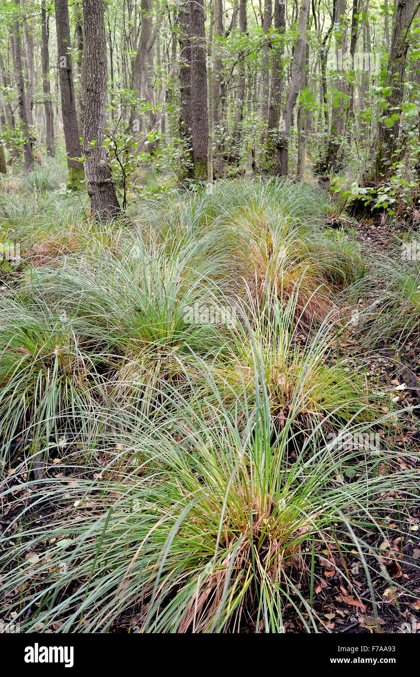 Erlen alnus sp -Fotos und -Bildmaterial in hoher Auflösung – Alamy
