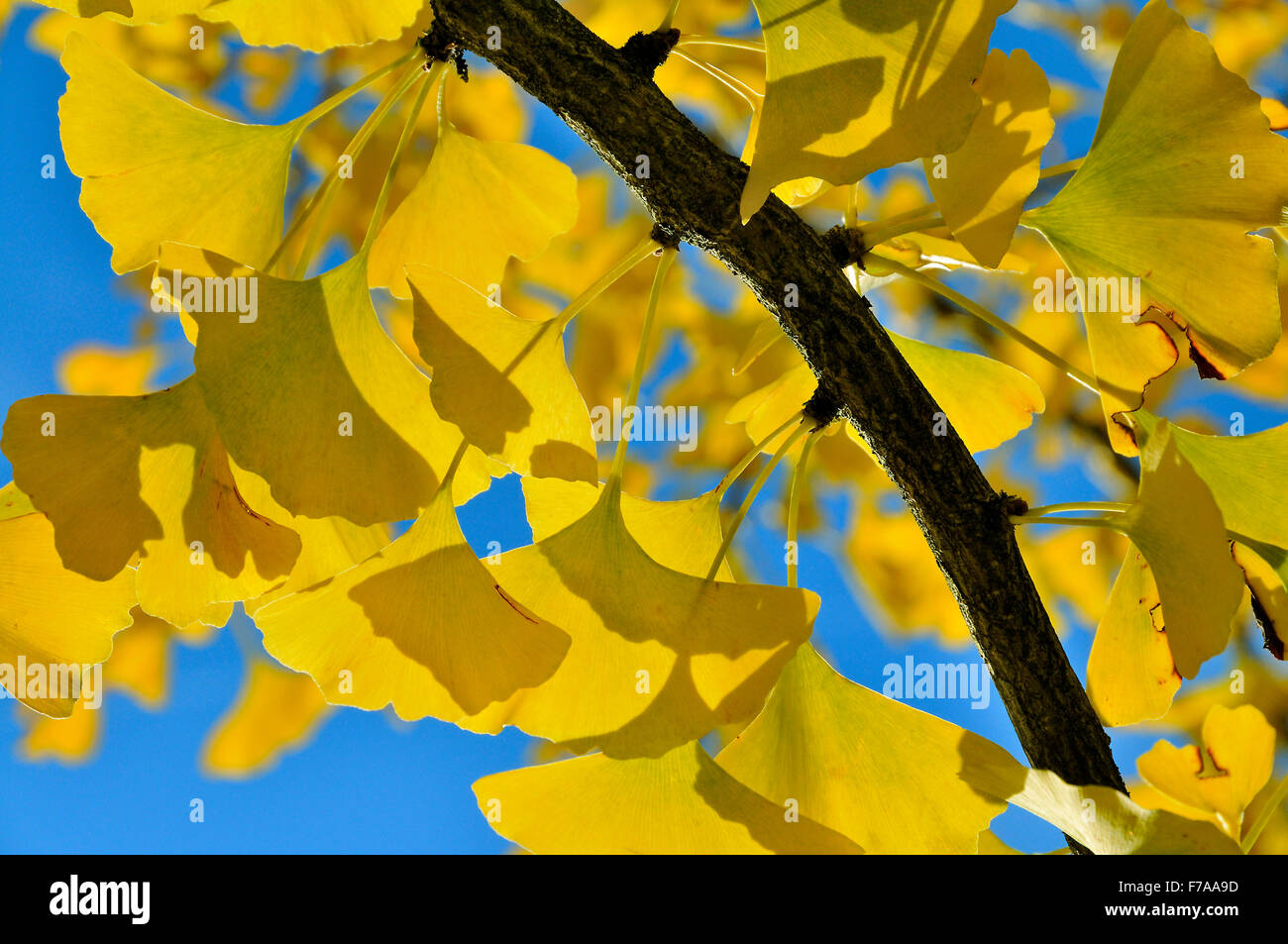 Herbstliche Blätter am Gingko-Baum (Ginkgo Biloba), blauer Himmel, North Rhine-Westphalia, Deutschland Stockfoto