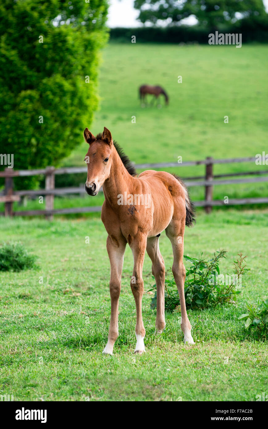 Porträt von einem englischen Vollblut Fohlen Stockfoto