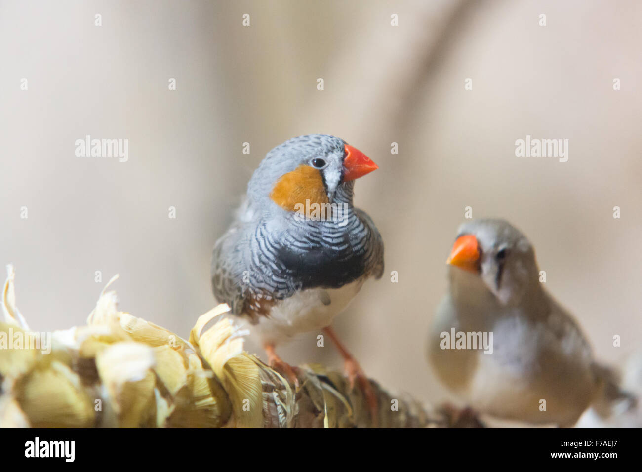 zwei kleine Birdies über etwas sprechen, roten Schnabel Stockfoto