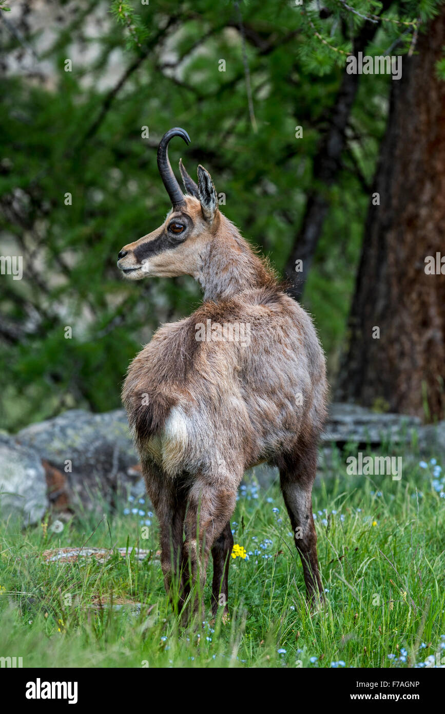 Alpine Gämse (Rupicapra Rupicapra) im Nadelwald unter Lärchen Baum im Frühling Stockfoto