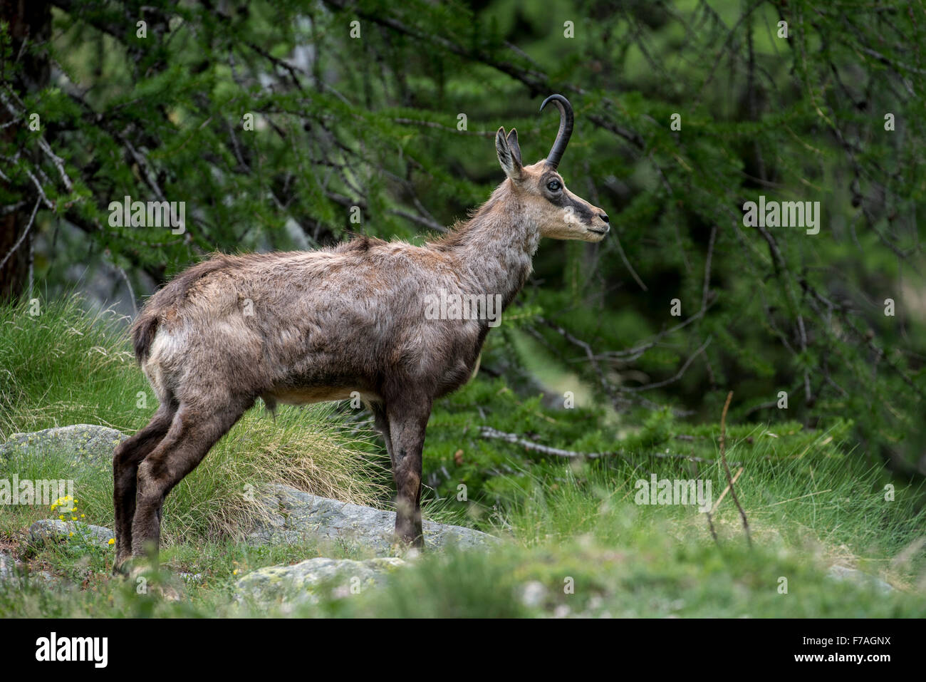 Alpine Gämse (Rupicapra Rupicapra) im Nadelwald unter Lärchen Baum im Frühling Stockfoto