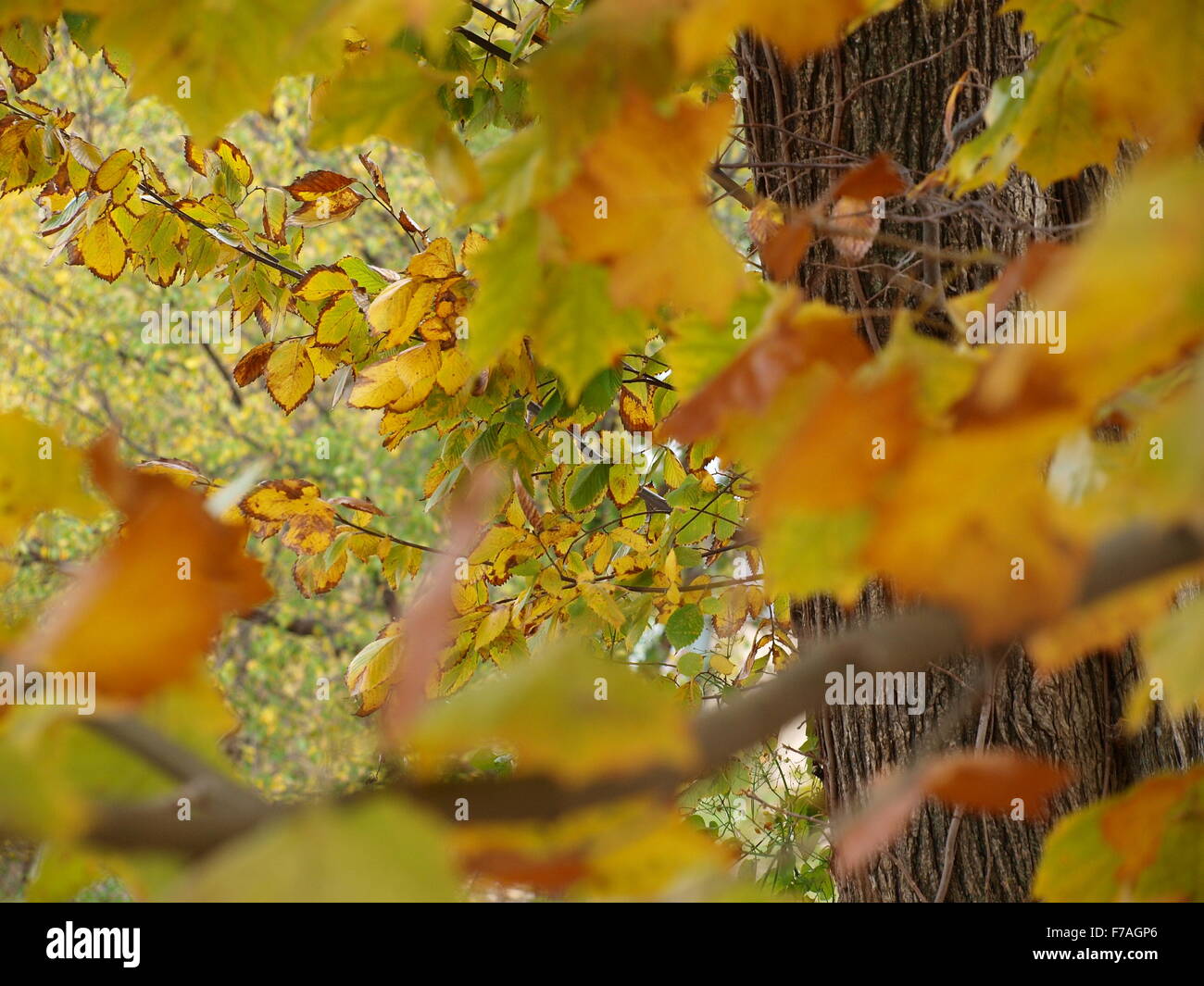 Herbstlaub auf White Rock Lake Stockfoto