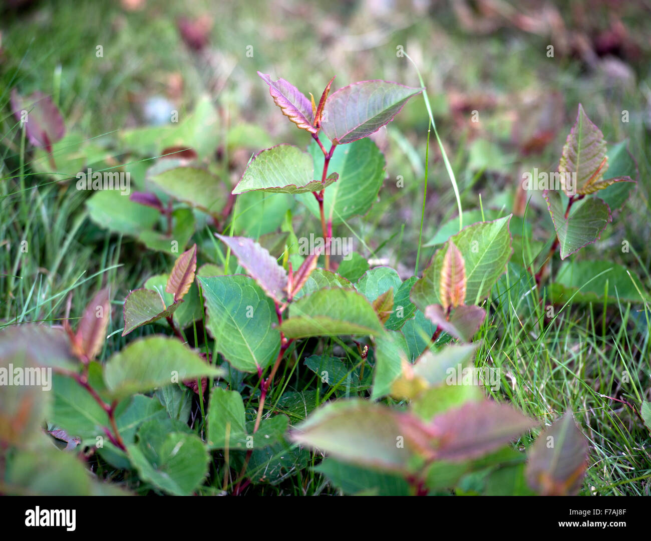 Japanischer Staudenknöterich (Fallopia Japonica) wächst in einem Rasen UK Stockfoto