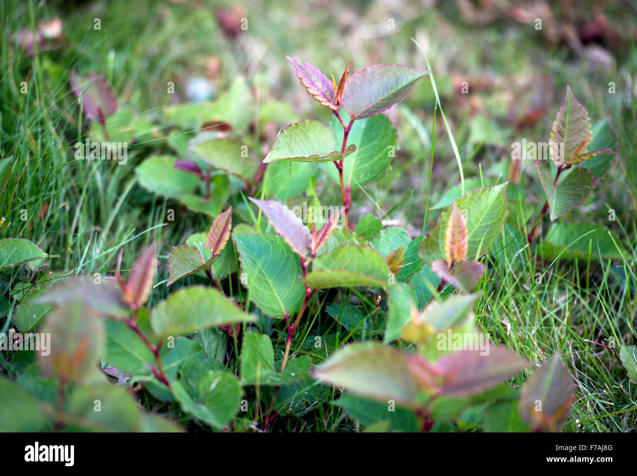 Japanischer Staudenknöterich (Fallopia Japonica) wächst in einem Rasen UK Stockfoto