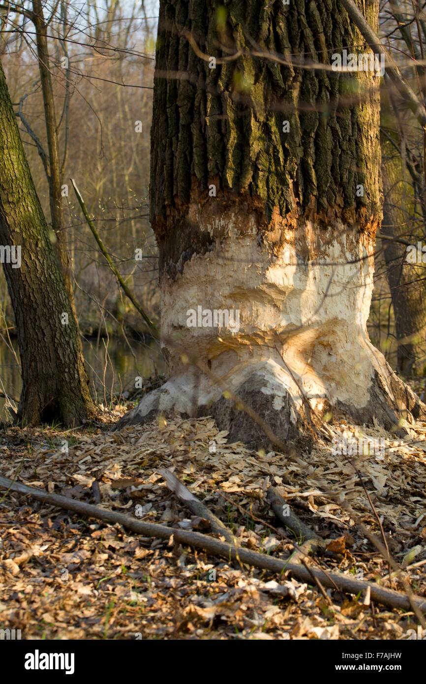 Baum nach der Intervention des Bibers Stockfoto