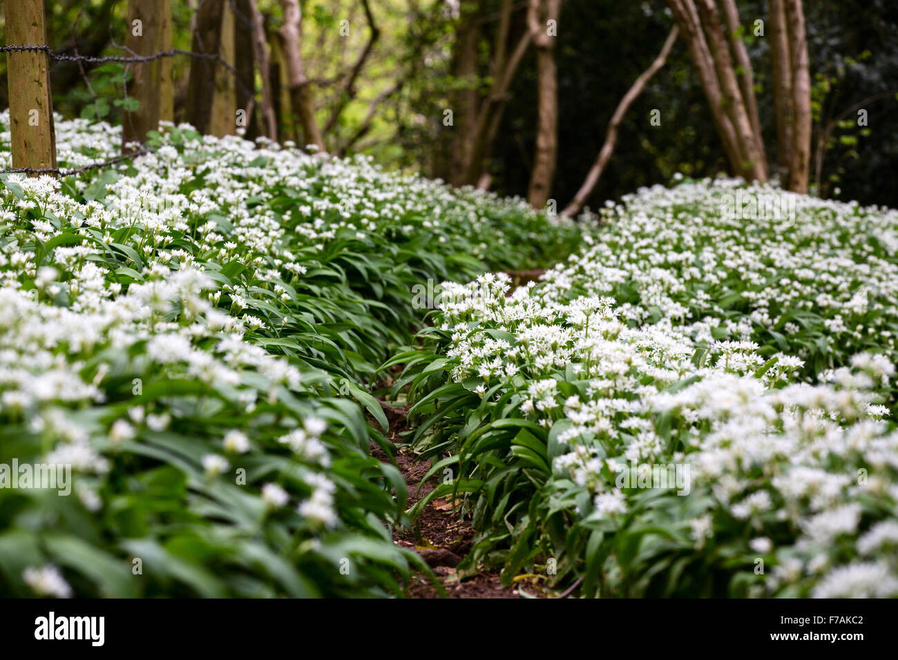 Bärlauch, Allium ursinum in der Blüte im Frühjahr wachsen neben einem Wald Pfad in der englischen Landschaft.. Die Pflanzen sind ein beeindruckender Anblick Stockfoto