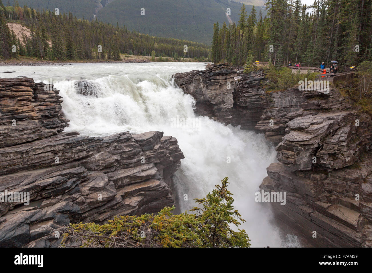 Athabasca Falls, einem Wasserfall im Jasper National Park auf der oberen Athabasca River Alberta, Kanada Stockfoto