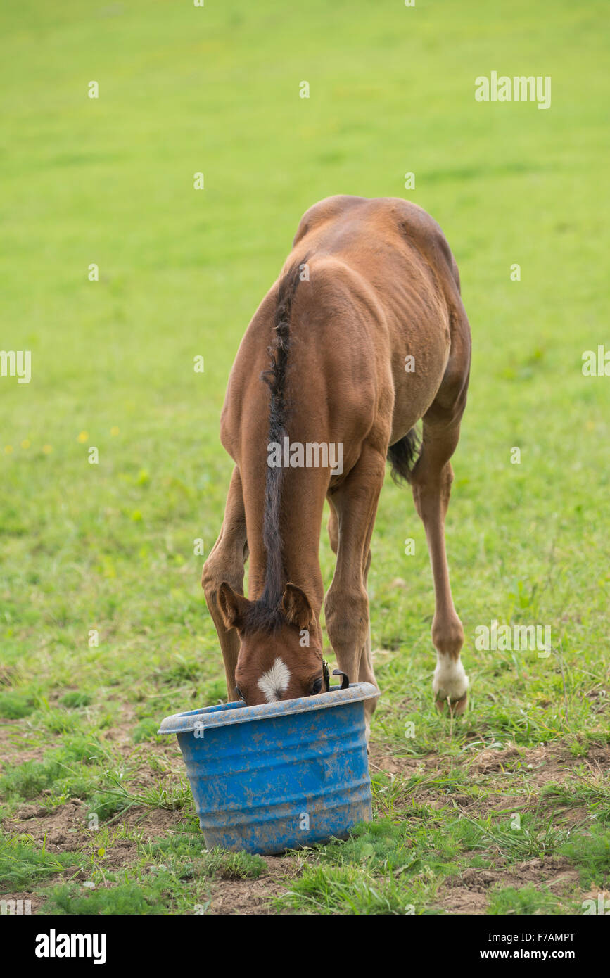 Englisches Vollblut Fohlen Essen warten Stockfoto