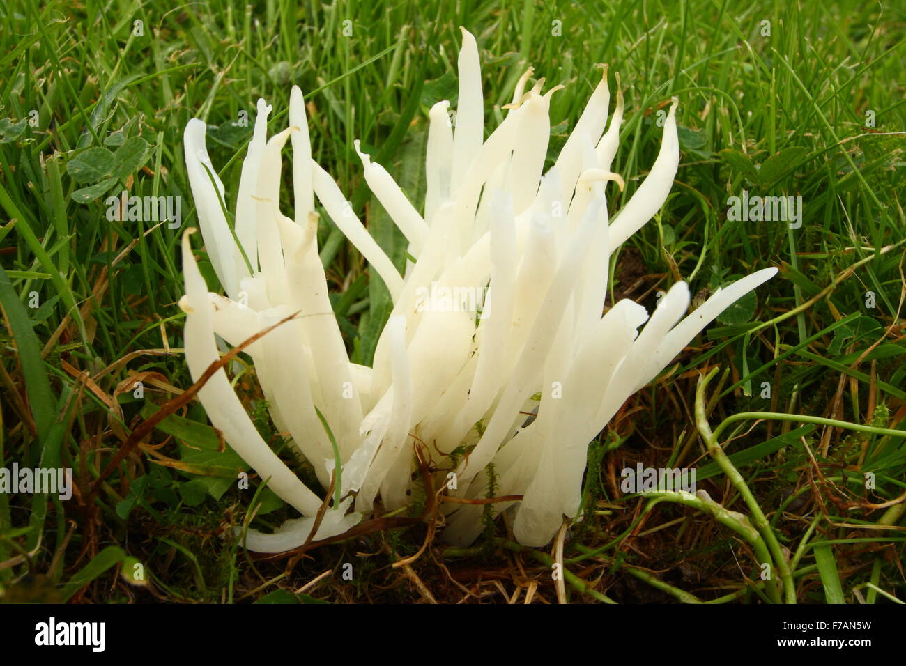 Fee Finger Pilze (Clavaria Fragilis) wächst in einem Kirchhof im Peak District, Derbyshire England UK - Herbst Stockfoto