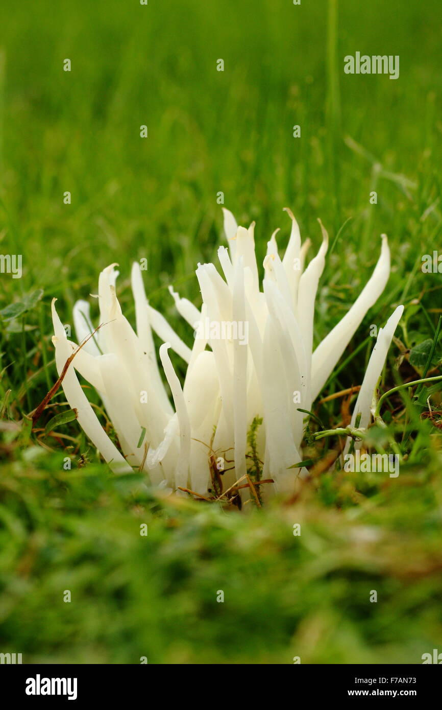 Fee Finger Pilze (Clavaria Fragilis) wächst in einem Kirchhof im Peak District, Derbyshire England UK - Herbst Stockfoto