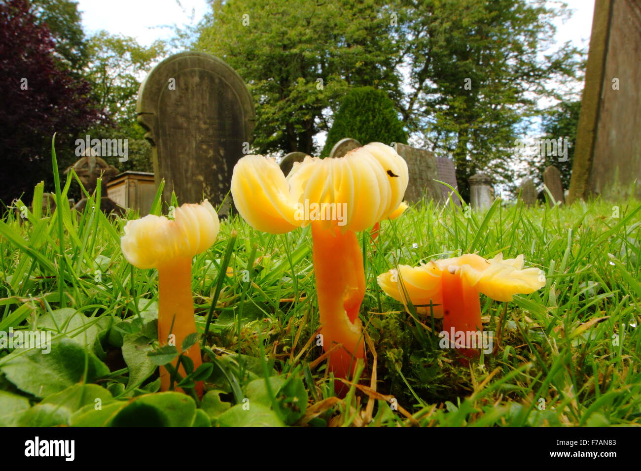 Waxcap Pilze wachsen auf einem Kirchhof bei Baslow im Peak District National PArk, Derbyshire England UK Stockfoto