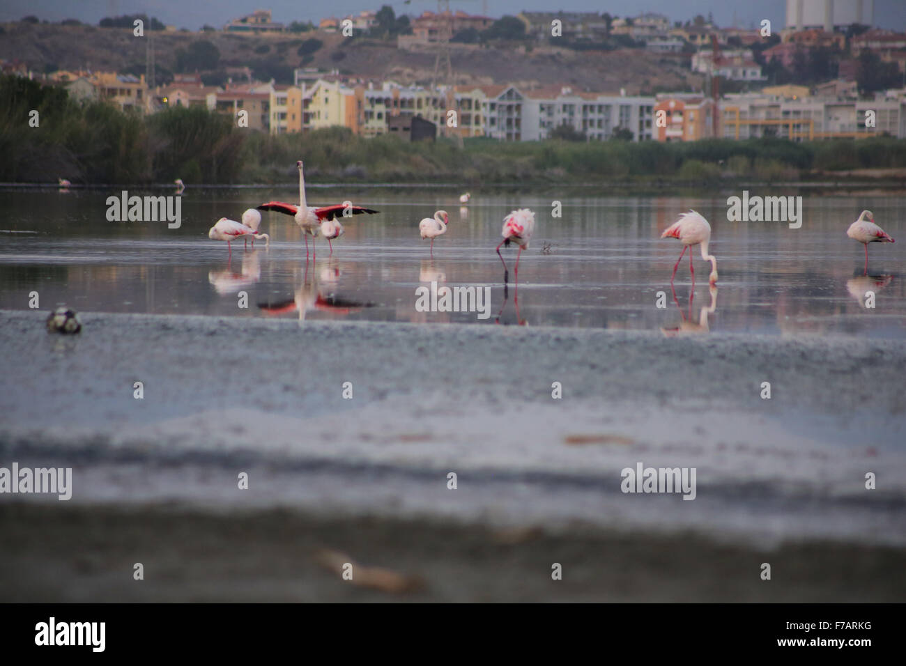 See mit rosa Flamingos in Cagliari, Sardinien Stockfoto