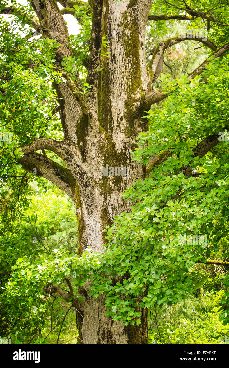 Schöner grüner Baum Stockfoto