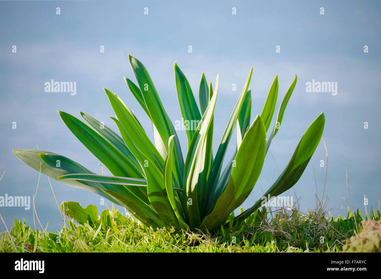 Kleine grüne Pflanze Stockfoto