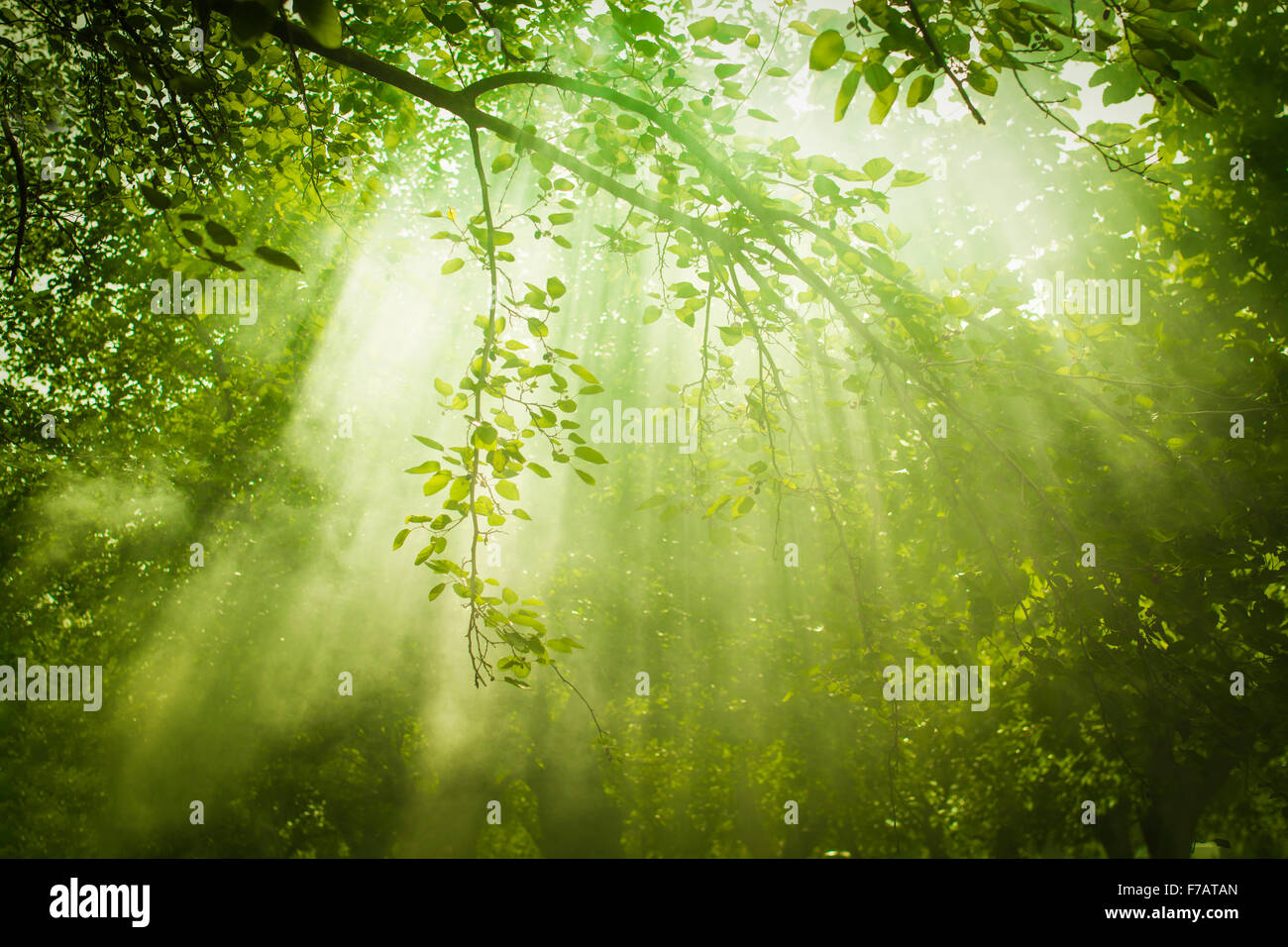 Strahlen des Sonnenlichts und Green Forest Stockfoto