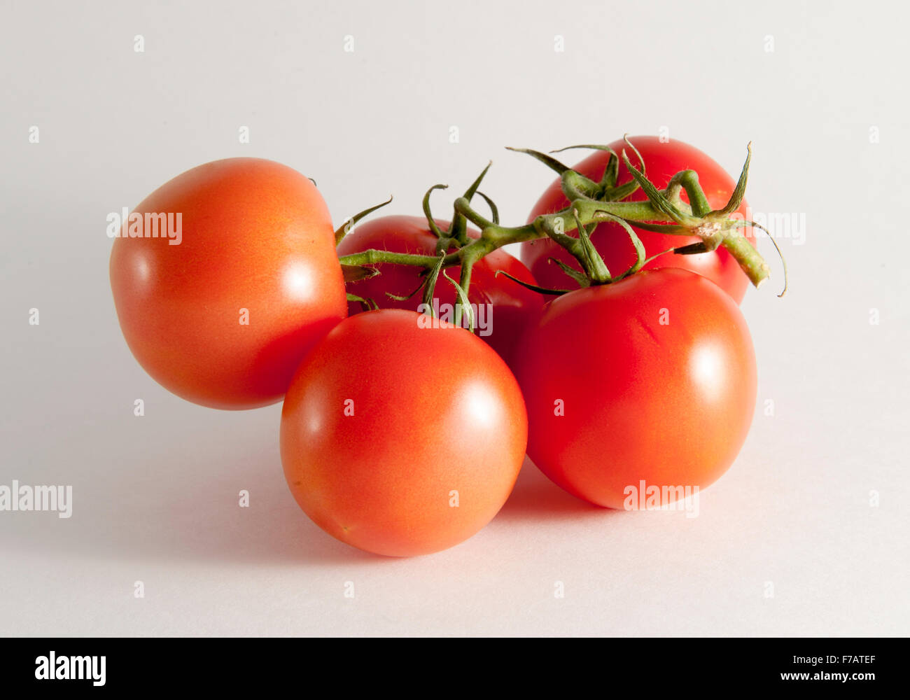 Tomaten auf die Weinrebe vor einem weißen Hintergrund Stockfoto