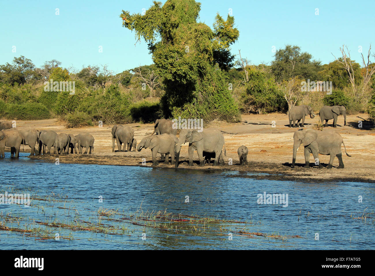 Elefantenherde am Ufer des Chobe Flusses, Botswana Stockfoto