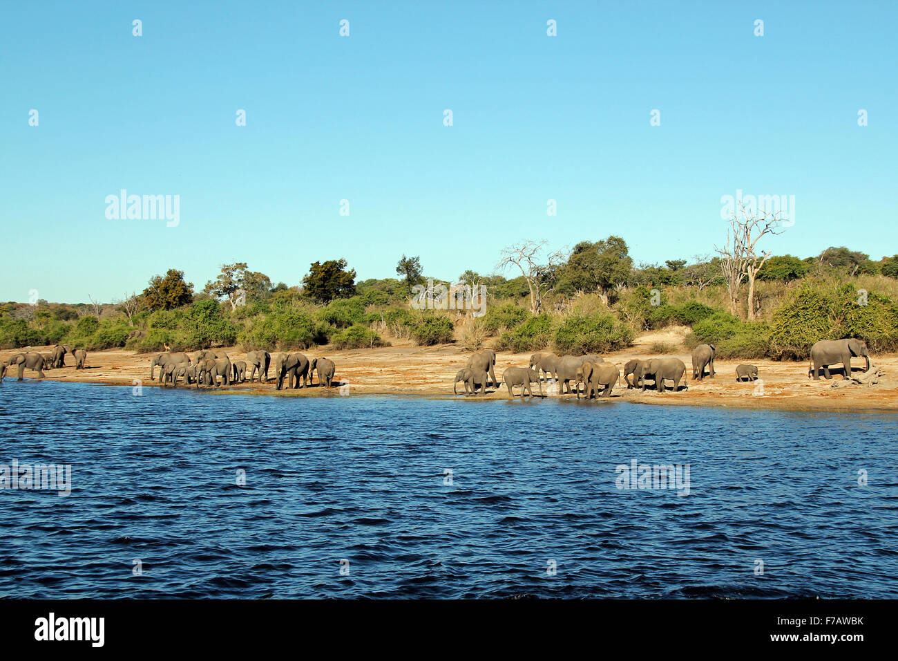 Elefantenherde am Ufer des Chobe Flusses, Botswana Stockfoto