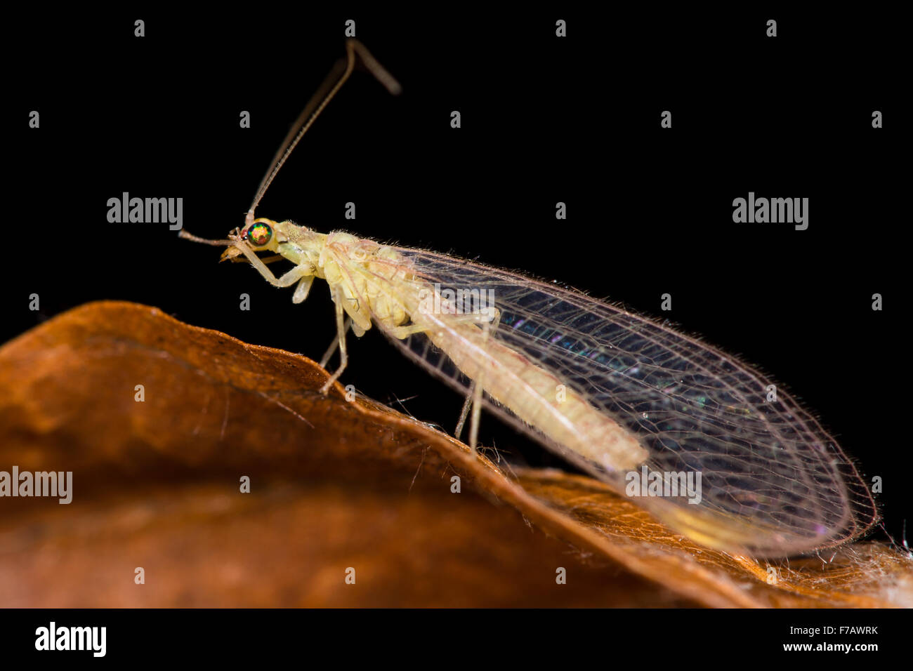 Gemeinsamen grünen Florfliege (Chrysoperla Carnea) Stockfoto