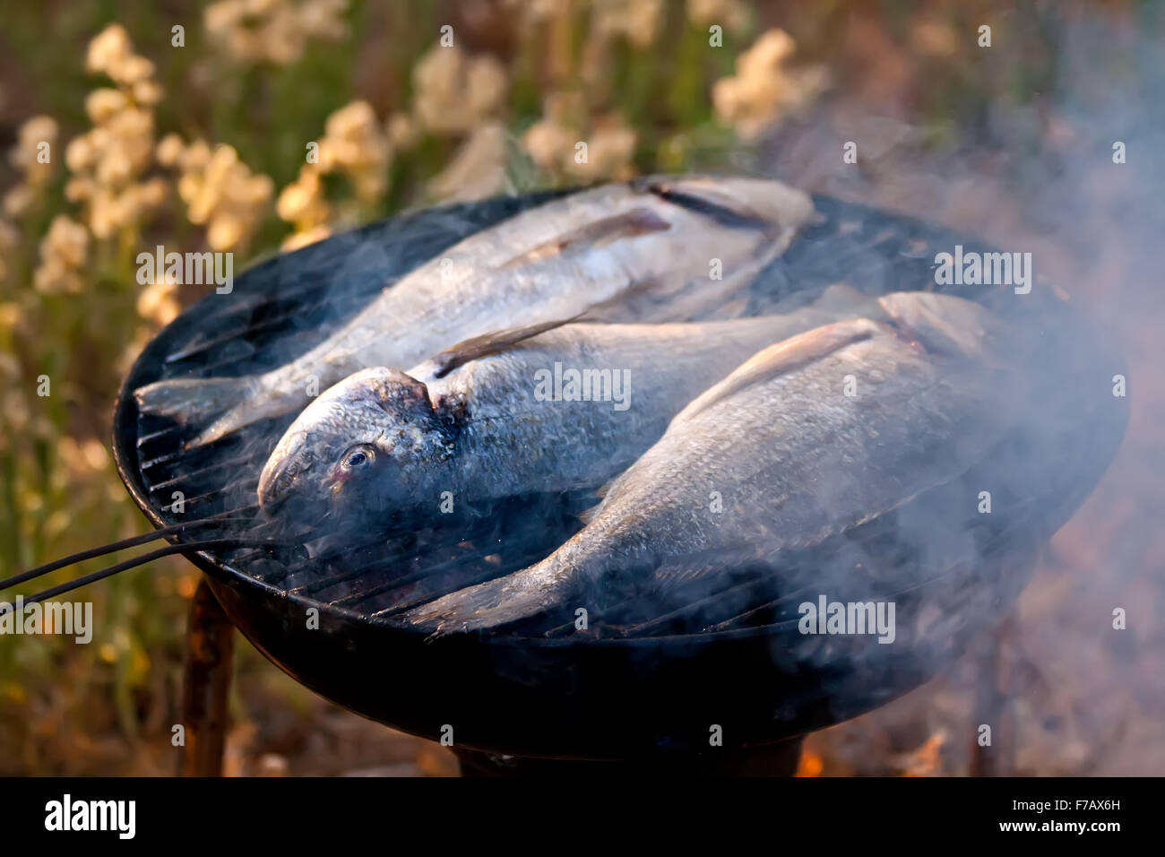Dorade Fisch grillen auf BBQ im Garten Stockfoto