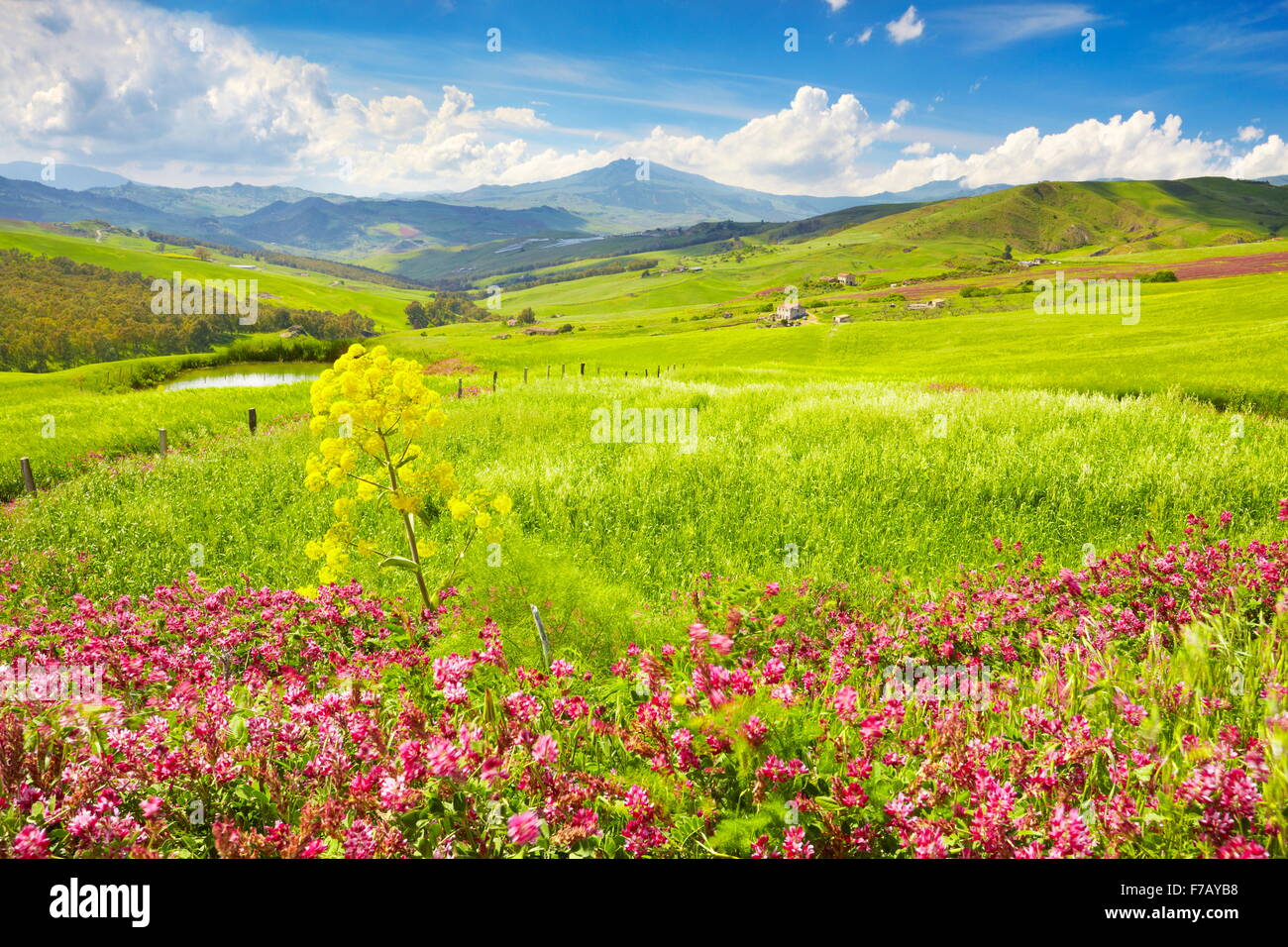 Frühlingslandschaft mit Blumen in Insel zentralen Sizilien, Sizilien, Italien Stockfoto