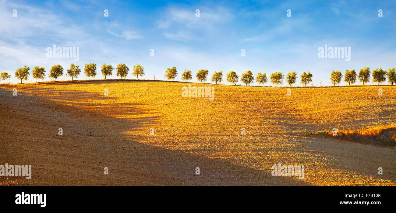 Reihe von Bäumen, Val d ' Orcia, Toskana, Italien Stockfoto