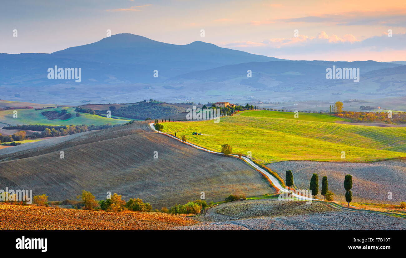 Zypresse Bäume Landschaft, Val d ' Orcia, Toskana, Italien Stockfoto