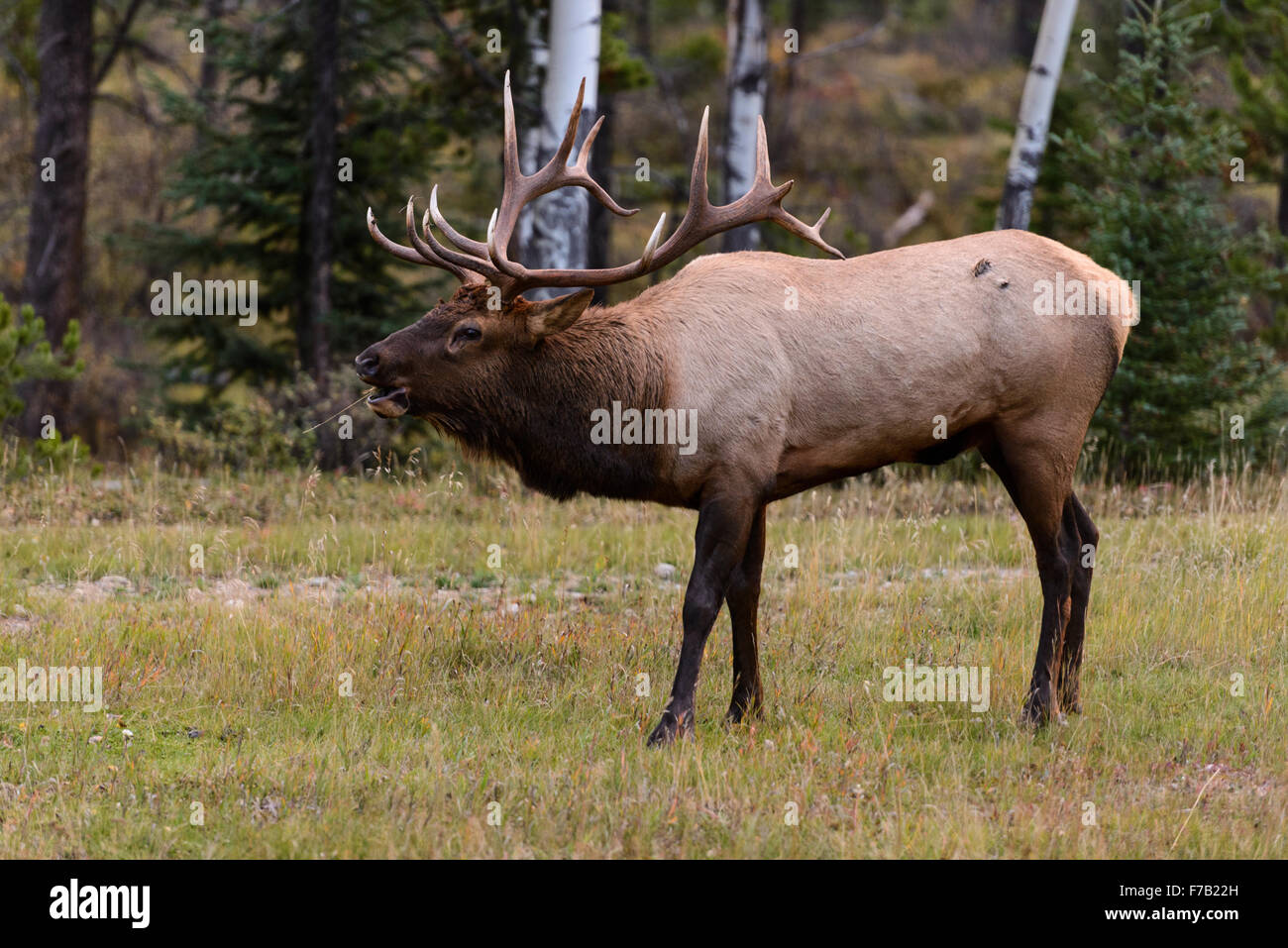 Ein junger Stier elk bugling auf einen Fall morgen Stockfoto