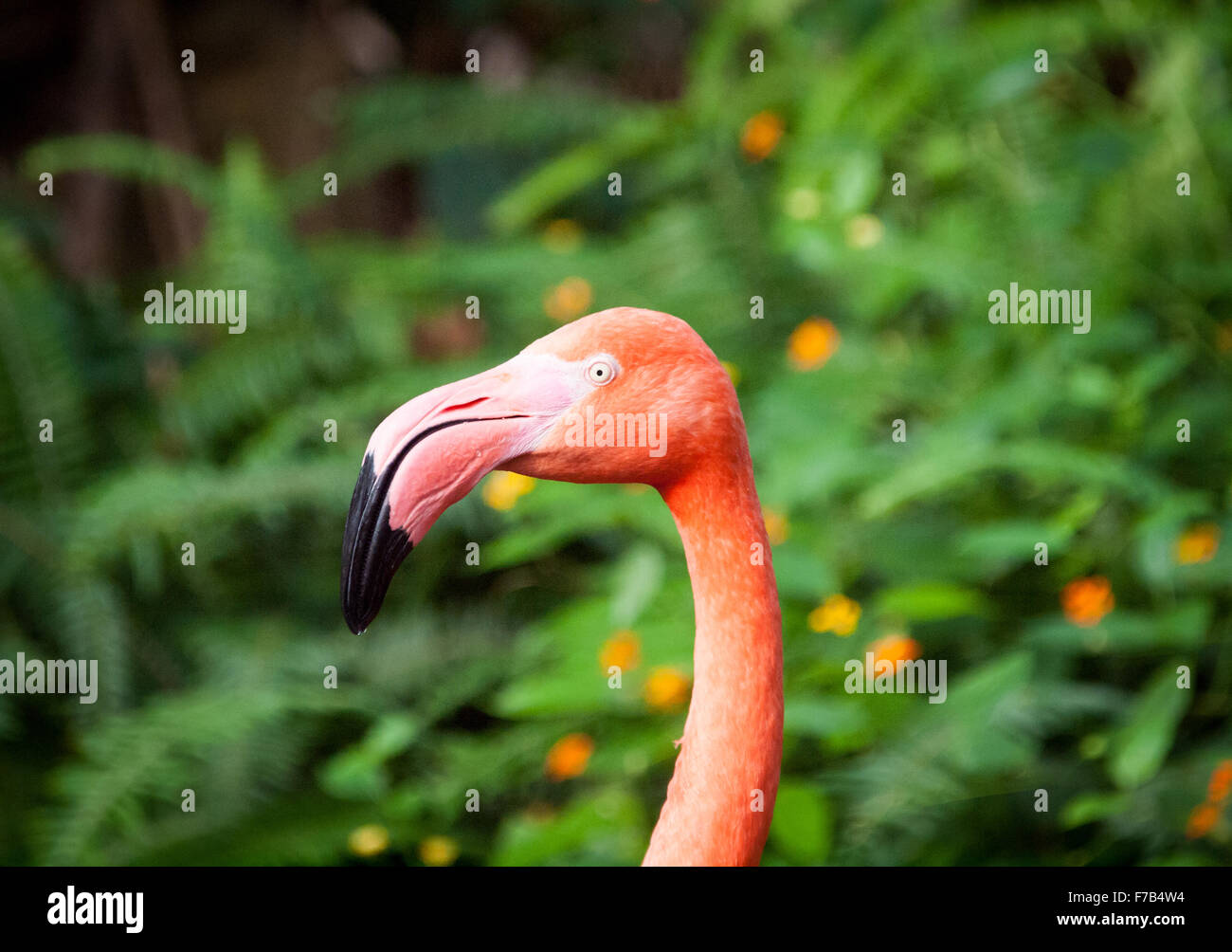 Eine amerikanische Flamingo (Karibik Flamingo) in Gefangenschaft bei den Victoria Butterfly Gardens in der Nähe von Victoria, Kanada. Stockfoto