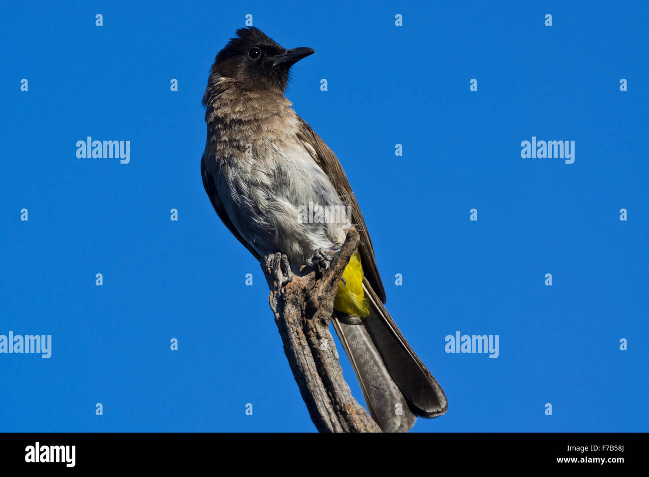 Dunkle angeschnittene Ärmel Bülbül pearching Stockfoto