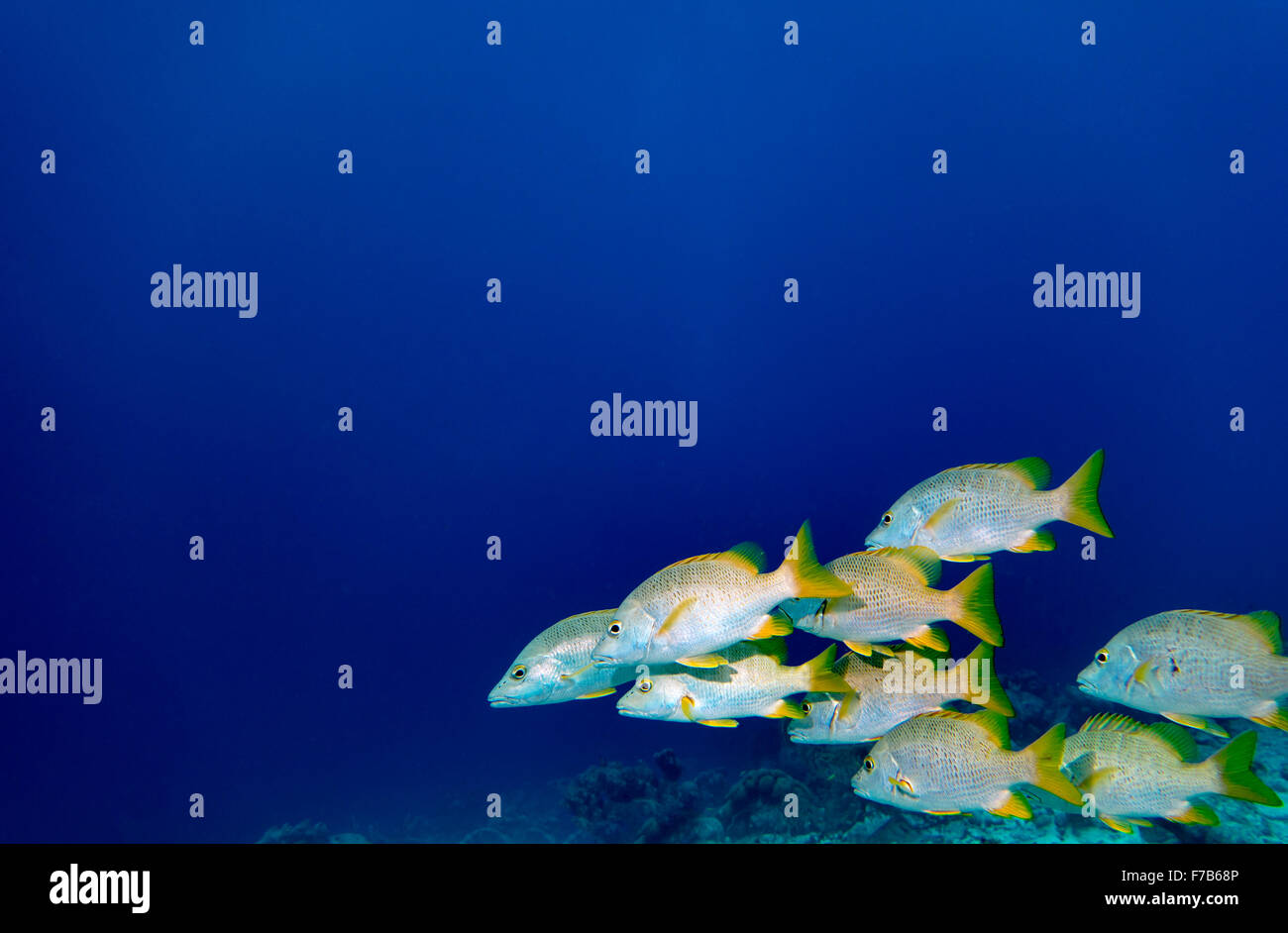 Eine Gruppe von Schulmeister-Schnapper in den blauen Gewässern von Bonaire in der Karibik Stockfoto