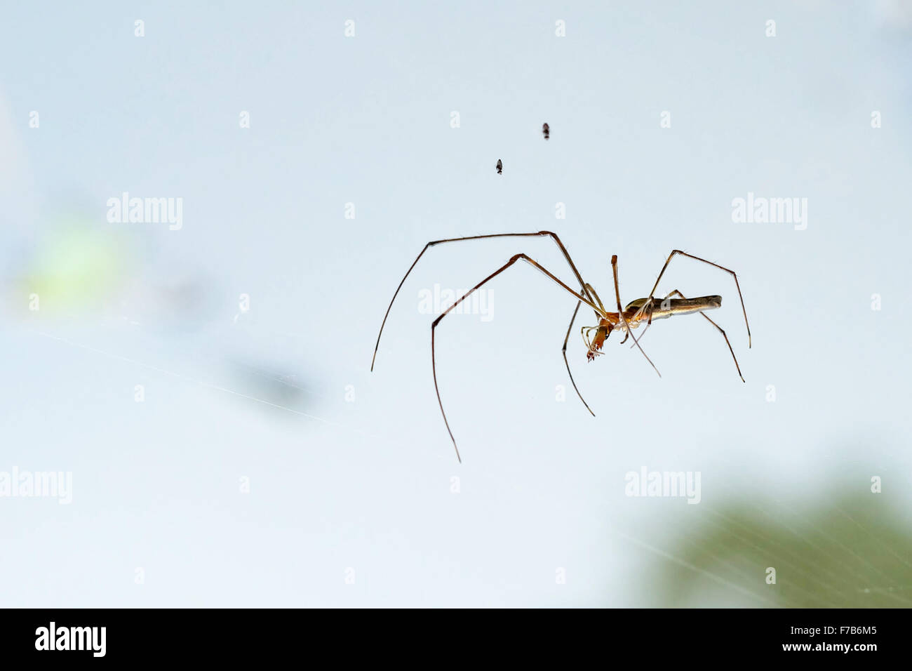 Eine langbeinige Spinne Stockfoto