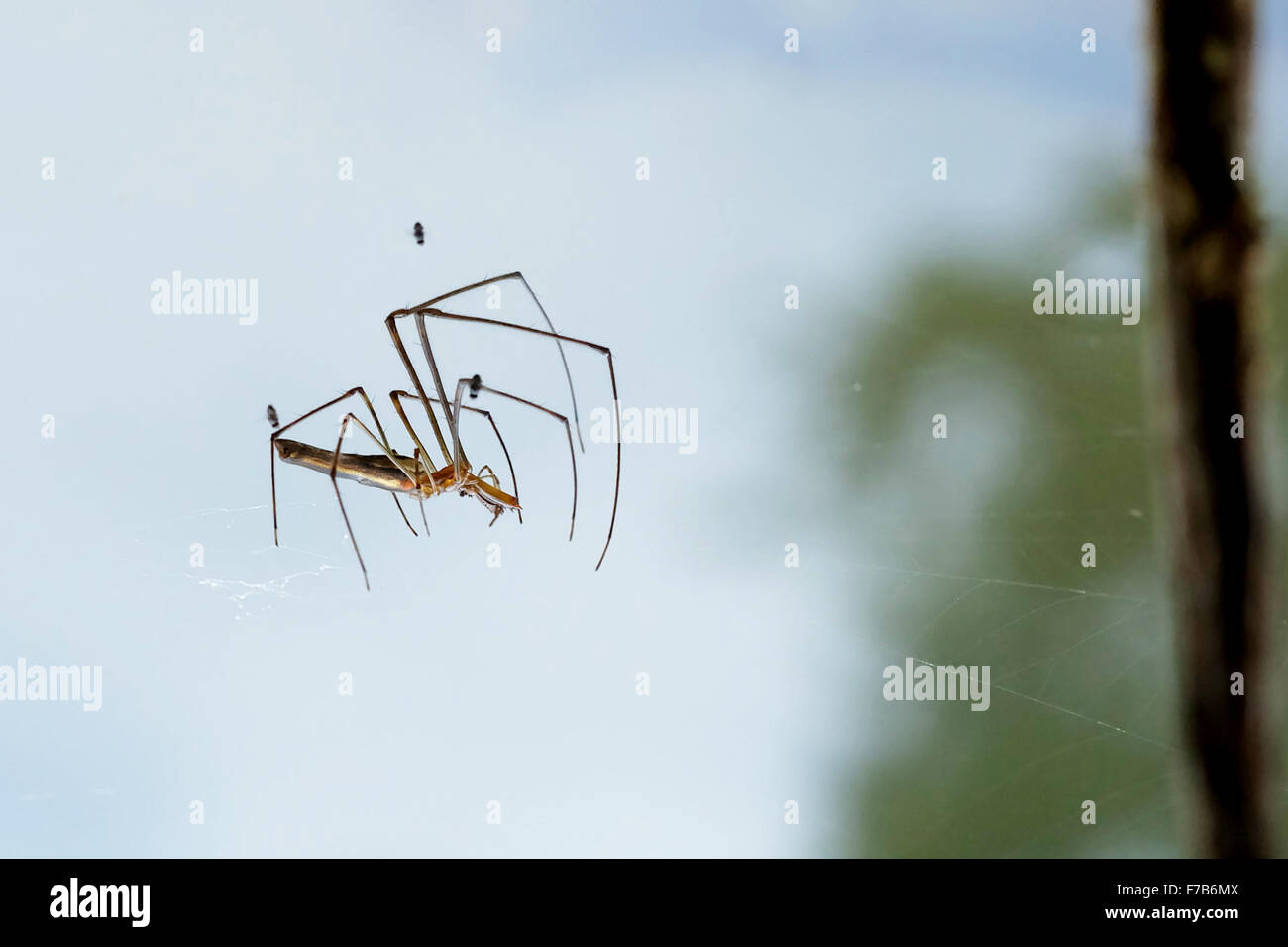 Eine langbeinige Spinne Stockfoto