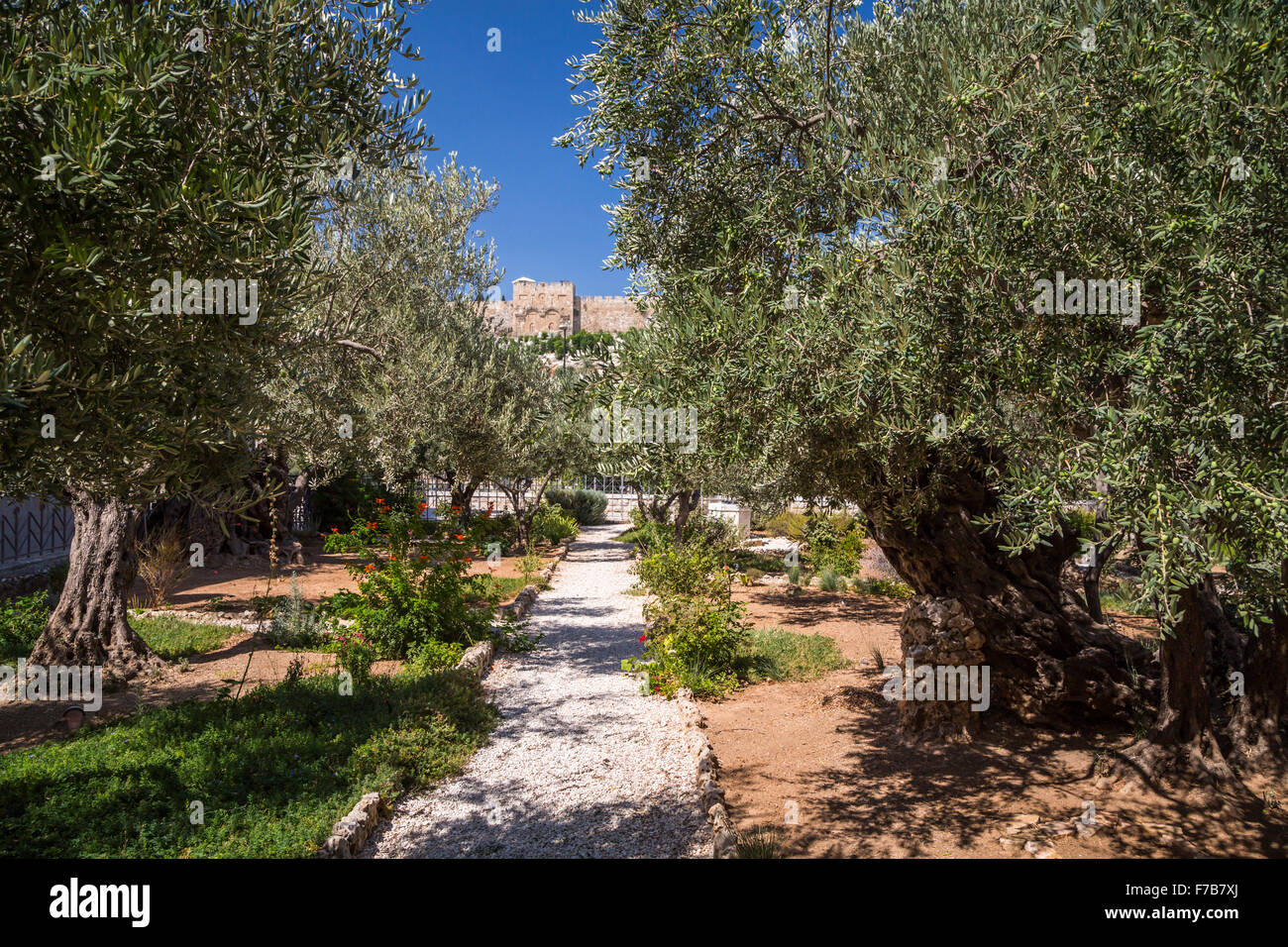 Der Garten von Gethsemane auf dem Ölberg in Jerusalem, Israel, Naher Osten. Stockfoto