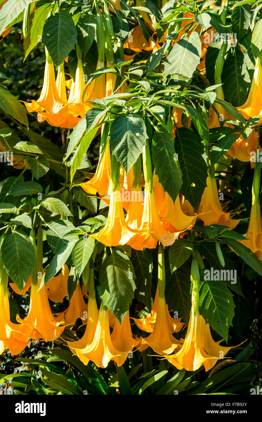 Blüten der Engelstrompeten solanaceous Pflanze, Datura Aurea "Gold Cornet", Brugmansia, Stockfoto