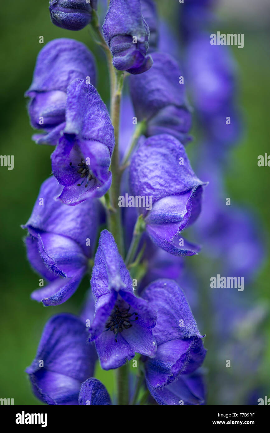Nahaufnahme des tiefblauen Aconitum (Eisenhut) Blüten und Knospen. Stockfoto